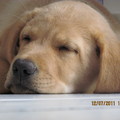 honden foto D