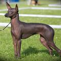 honden foto Dutchrebels Tancha Tarina