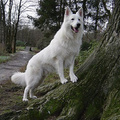 honden foto Boomstronk staan