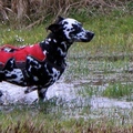 honden foto 