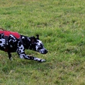 honden foto 