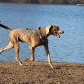 honden foto 