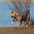 honden foto 