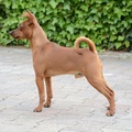 honden foto 