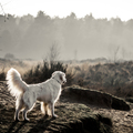 honden foto 