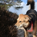 honden foto 