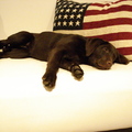 honden foto Mijn labrador Lotte! 