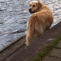 honden foto Dit vindt ik persoonlijk de leukste foto