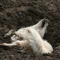honden foto rollen in het zand