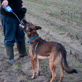 honden foto 