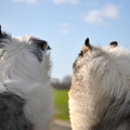 honden foto 