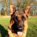 honden foto 