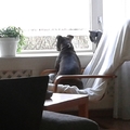 honden foto 