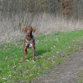 honden foto Blaadjes spotten (Hollandse Hout, 25 februari 2014)