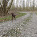 honden foto In sluipmodus... (Hollandse Hout, 25 februari 2014)