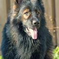 honden foto 