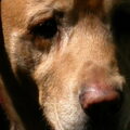 honden foto 