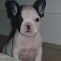 honden foto Zooooo klein !