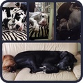 honden foto 