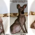 honden foto 