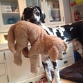 honden foto 