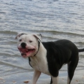 honden foto 