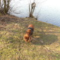 honden foto 