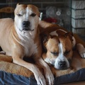 honden foto 