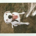 honden foto 