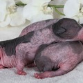 honden foto 