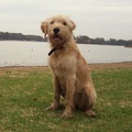 honden foto Matchy wordt al een echte grote dame! : - )