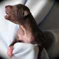 honden foto 
