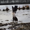 honden foto 
