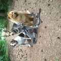 honden foto 