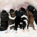 honden foto 