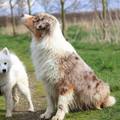 honden foto 
