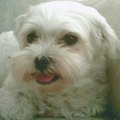 honden foto Always in my heart...