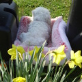 honden foto CHICKA

29 MAART 2014