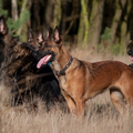 honden foto 