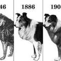 honden foto 