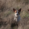 honden foto 
