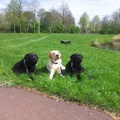 honden foto 