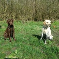 honden foto 