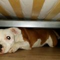 honden foto gekke hummer