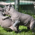 honden foto 