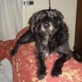 honden foto Hoezo ik mag niet op de bank?