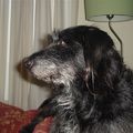 honden foto 
