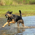 honden foto 