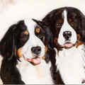 honden foto 
