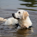 honden foto Vinkeveen